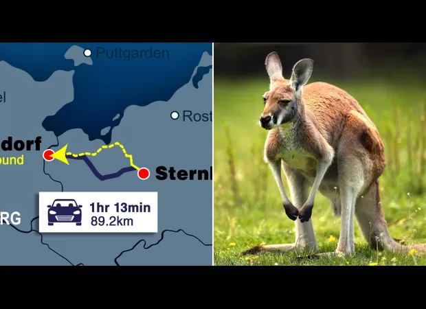 Huge kangaroo that went missing on New Year's Eve located 50 miles away from its original home.