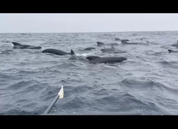 Man rowing alone across the Atlantic is joined by over 1,000 whales.