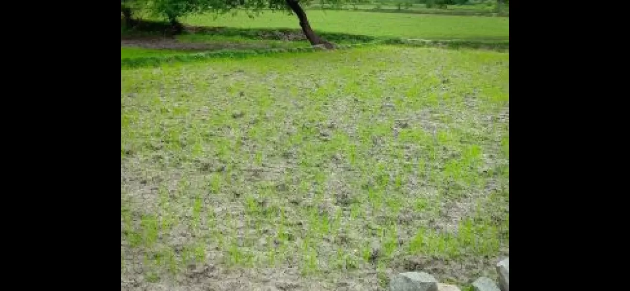 Bhadrak farmers suffer from insufficient rainfall.