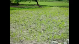 Bhadrak farmers suffer from insufficient rainfall.