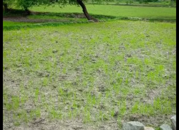 Bhadrak farmers suffer from insufficient rainfall.