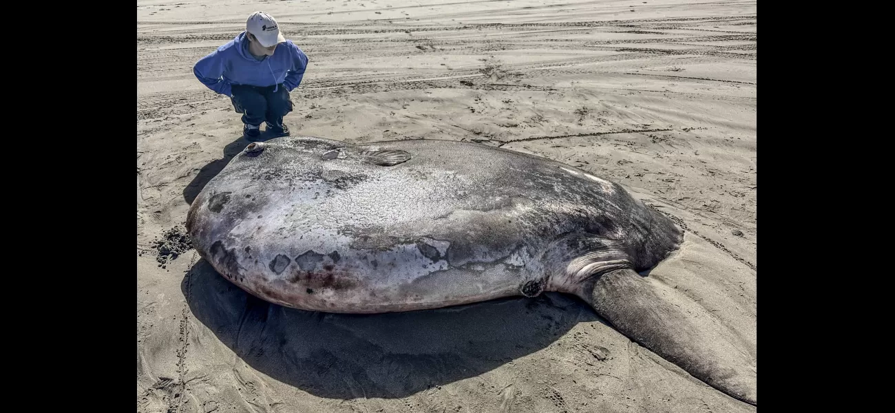 A giant 7-foot fish found on shore in an unusual location.