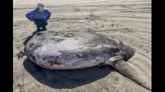 A giant 7-foot fish found on shore in an unusual location.