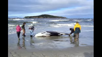 The most elusive whale in the world may have been discovered in a groundbreaking find.