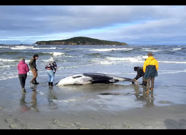 The most elusive whale in the world may have been discovered in a groundbreaking find.