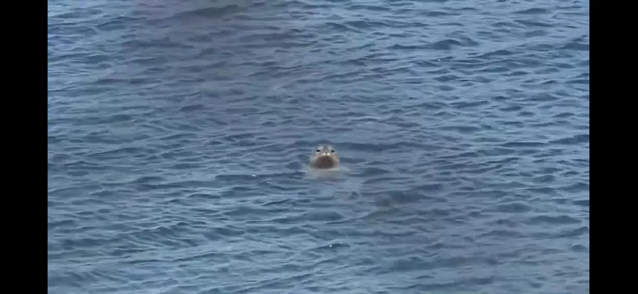 Five California seals attacked by sharks while swimming