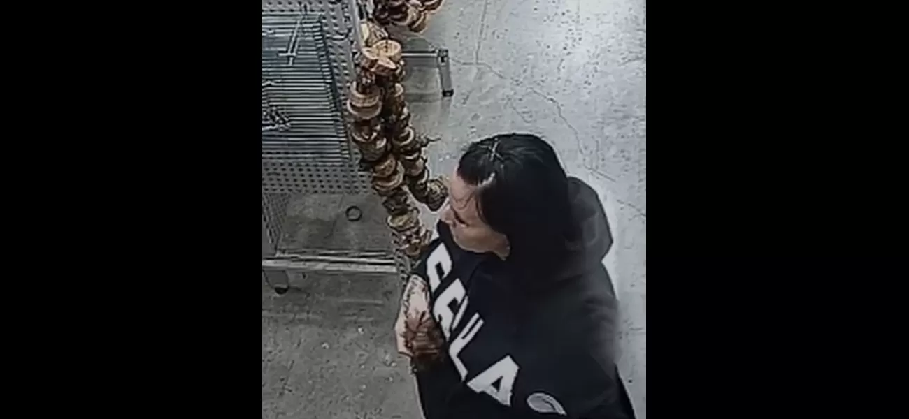 Pet store in Queensland seeks help from public to find missing guinea pig named 'Nibbles' through CCTV footage.