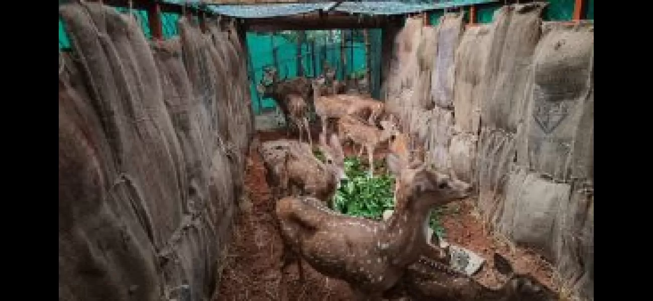 115 spotted deer are being relocated in a relocation process.