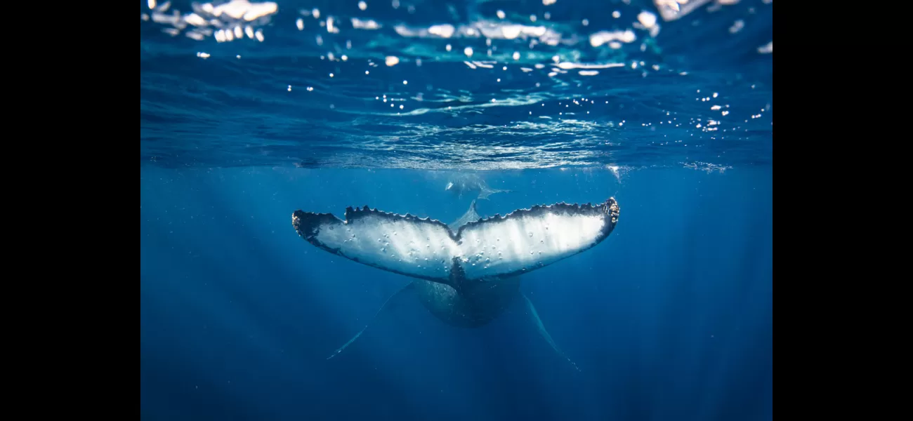 Two males hurt when whale hits boat near Western Australia shoreline.