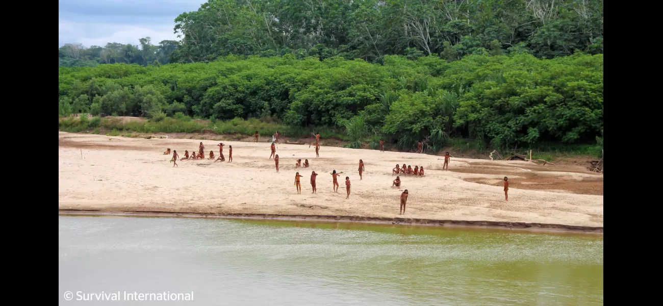 Amazon's isolated tribe comes out after loggers invade their home.