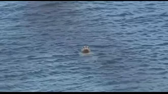 Five California seals attacked by sharks while swimming