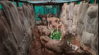 115 spotted deer are being relocated in a relocation process.