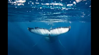 Two males hurt when whale hits boat near Western Australia shoreline.