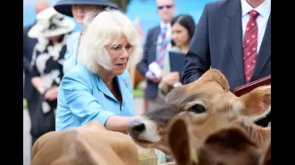 Queen Camilla, once despised, has now won over the hearts of the British people and is no longer seen as a wicked stepmother.
