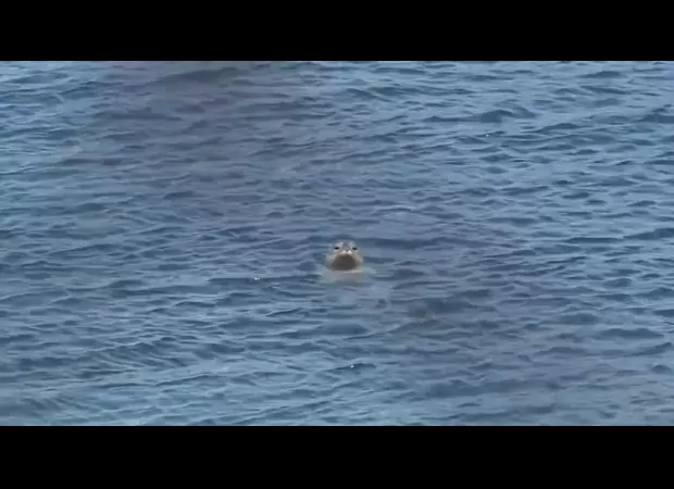 Five California seals attacked by sharks while swimming