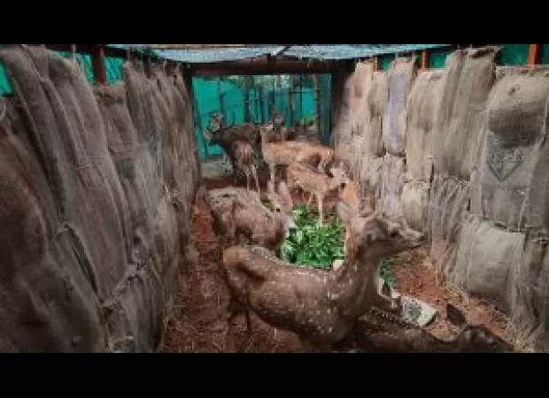 115 spotted deer are being relocated in a relocation process.