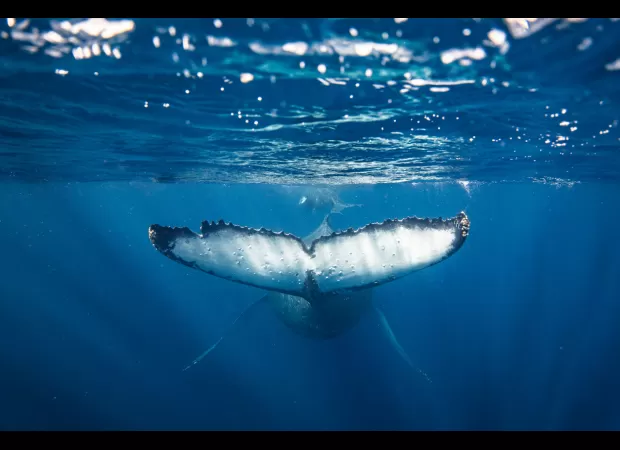 Two males hurt when whale hits boat near Western Australia shoreline.