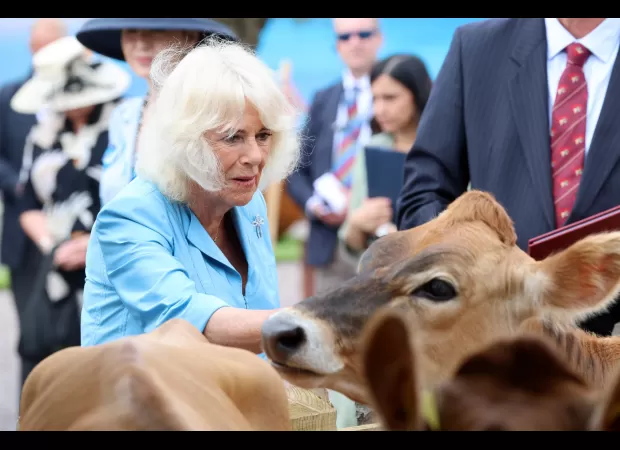 Queen Camilla, once despised, has now won over the hearts of the British people and is no longer seen as a wicked stepmother.