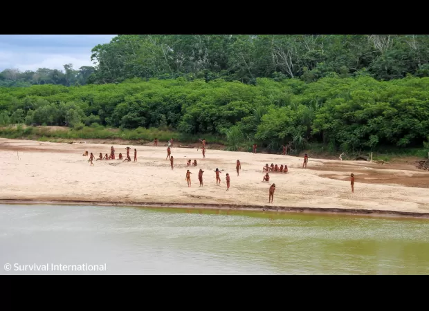 Amazon's isolated tribe comes out after loggers invade their home.