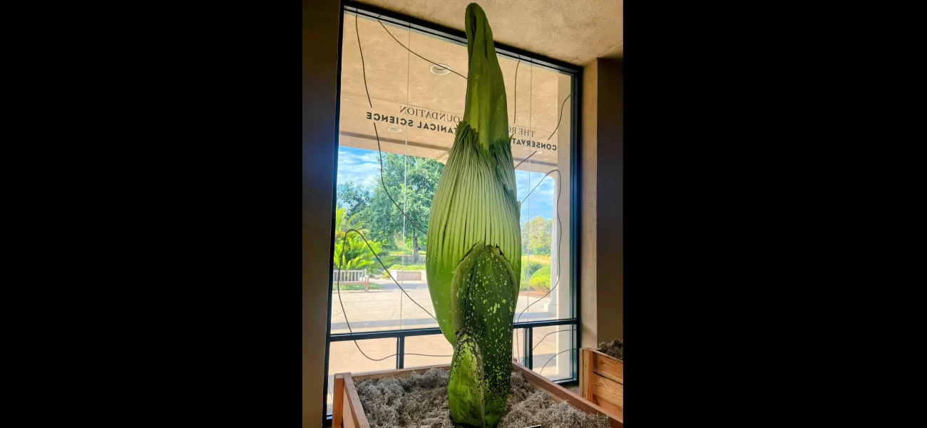 This plant will soon overpower an entire botanical garden with its odor.