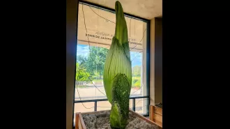 This plant will soon overpower an entire botanical garden with its odor.