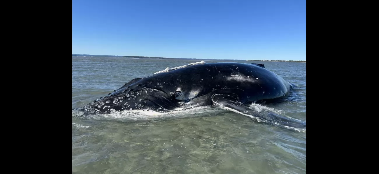 Massive effort results in unique result for beached 10m whale.