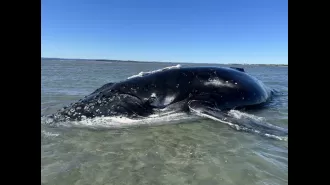 Massive effort results in unique result for beached 10m whale.