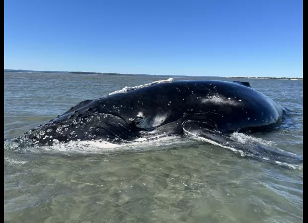 Massive effort results in unique result for beached 10m whale.
