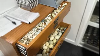 Thousands of eggs from threatened birds confiscated.