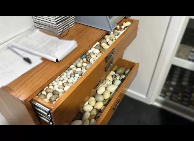 Thousands of eggs from threatened birds confiscated.