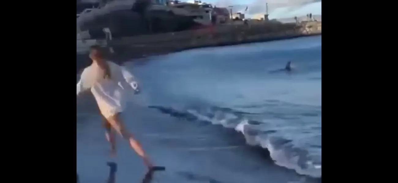 Swimmers panic as huge shark approaches popular UK beach destination.
