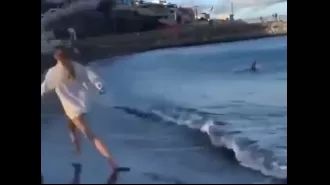 Swimmers panic as huge shark approaches popular UK beach destination.