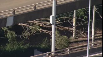 Sydney's light rail train was struck by a tree due to strong winds.