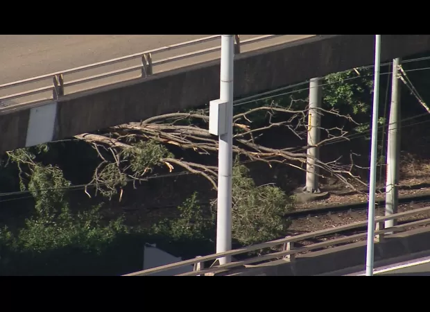 Sydney's light rail train was struck by a tree due to strong winds.