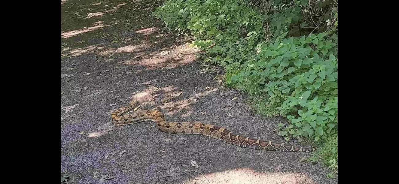 A dog walker in Nottingham park found a 6-foot boa constrictor.