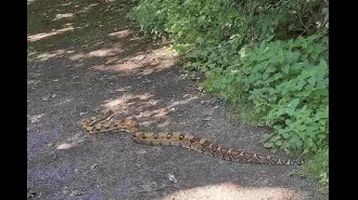 A dog walker in Nottingham park found a 6-foot boa constrictor.