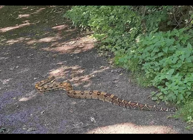 A dog walker in Nottingham park found a 6-foot boa constrictor.