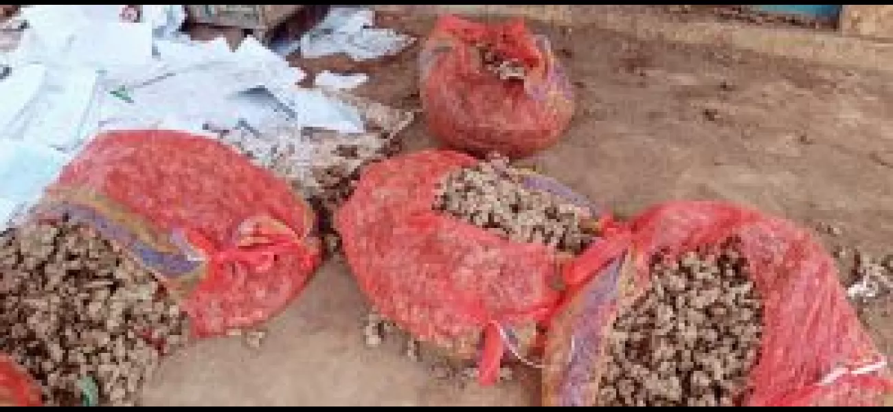 Anger in Kandhamal as farmers await delayed delivery of ginger and turmeric seeds.