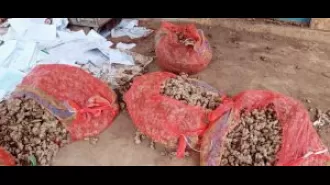 Anger in Kandhamal as farmers await delayed delivery of ginger and turmeric seeds.