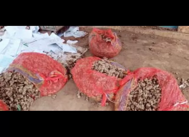 Anger in Kandhamal as farmers await delayed delivery of ginger and turmeric seeds.