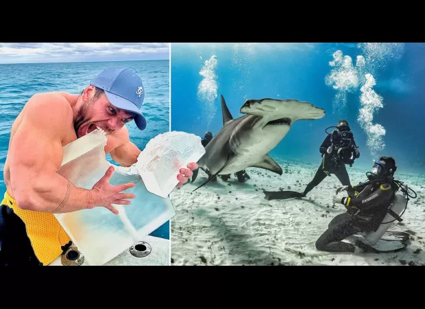 Man tries to copy tiger shark's eating habits by consuming 41,000 calories within 48 hours.