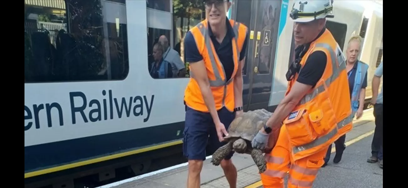 Tortoise that caused train delays by being on tracks found and captured.