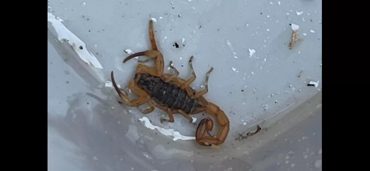 A lethal scorpion discovered by Plymouth roofers who traveled thousands of miles.