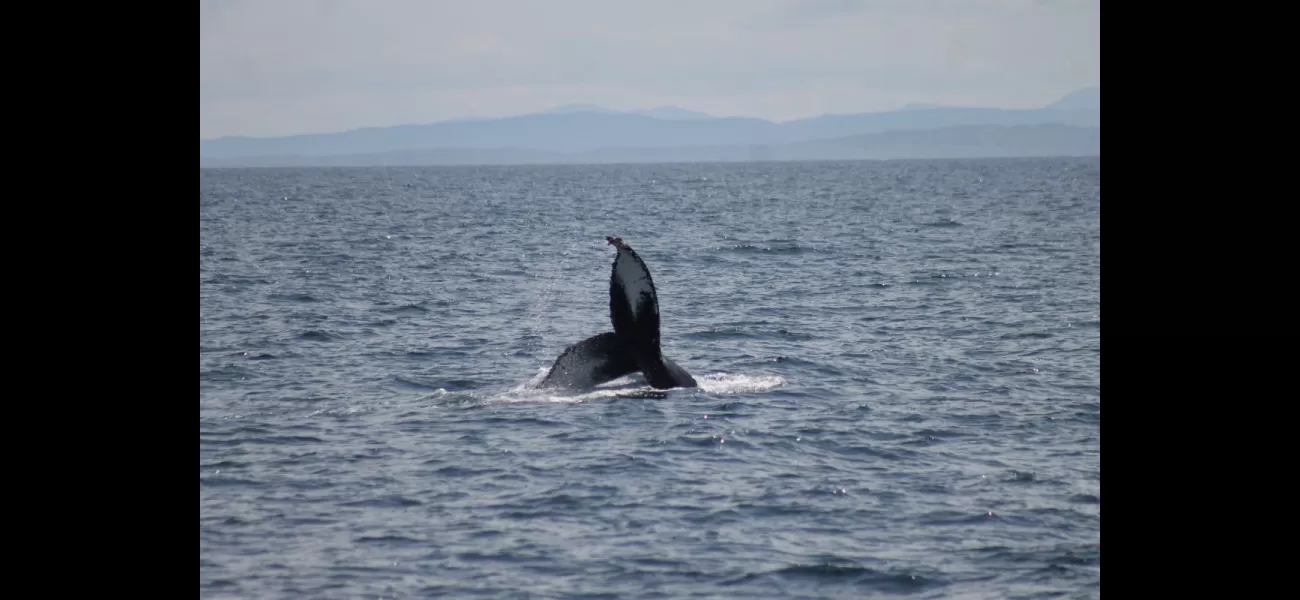 Two rarely-seen humpback whales sighted in waters near Scotland.