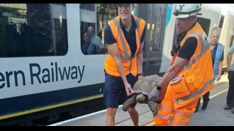 Tortoise that caused train delays by being on tracks found and captured.