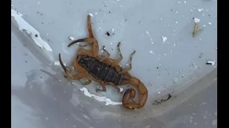 A lethal scorpion discovered by Plymouth roofers who traveled thousands of miles.
