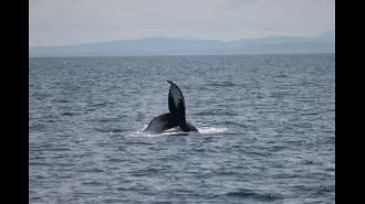 Two rarely-seen humpback whales sighted in waters near Scotland.