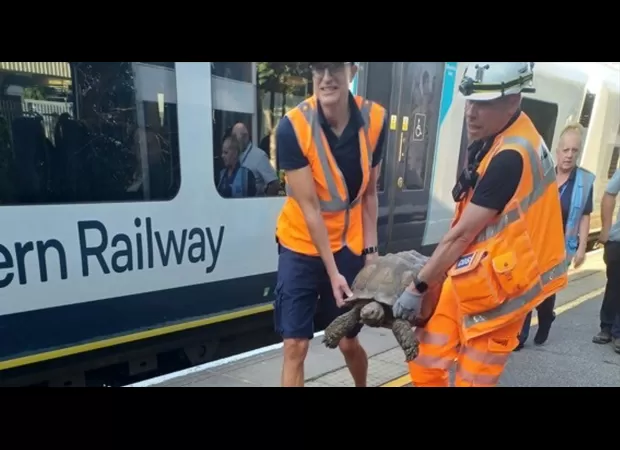 Tortoise that caused train delays by being on tracks found and captured.