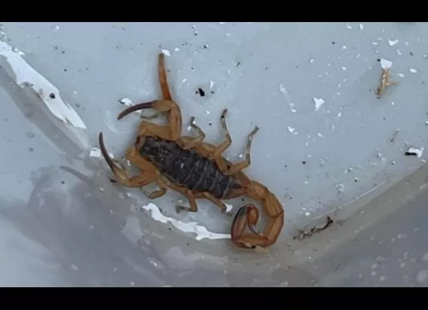 A lethal scorpion discovered by Plymouth roofers who traveled thousands of miles.
