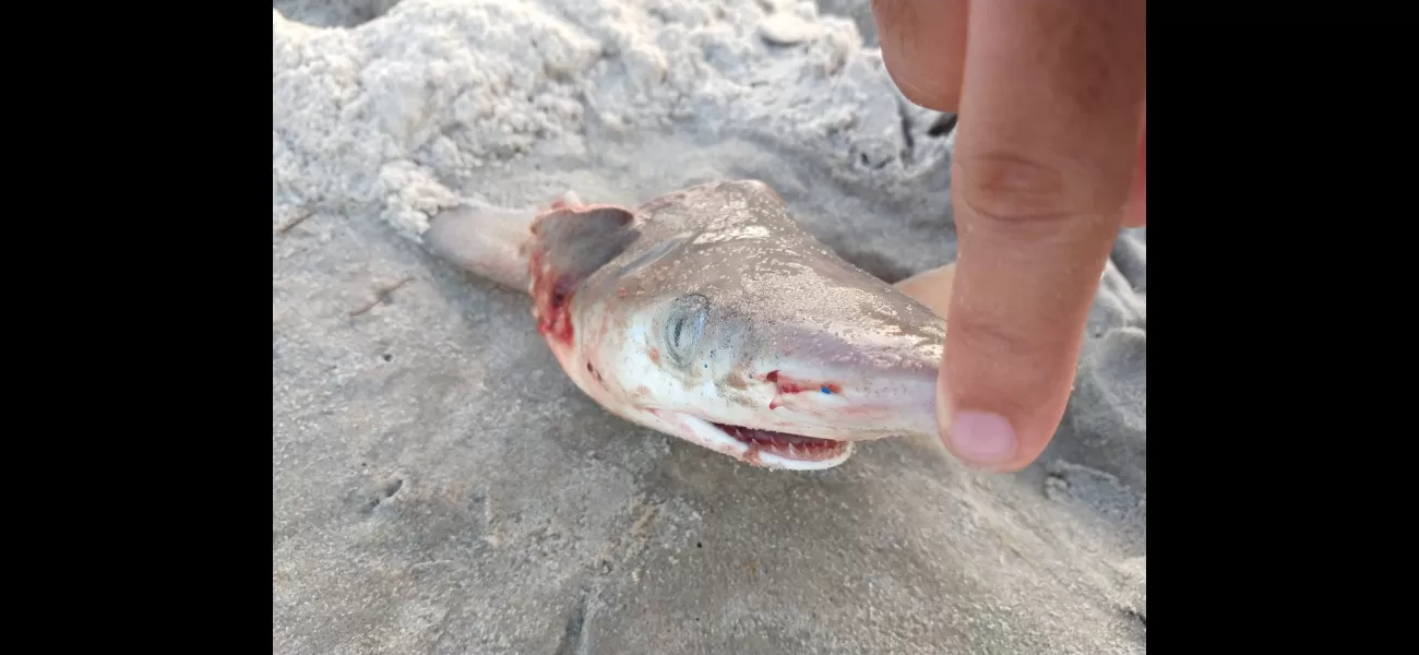 Sharks are affected by cocaine when drugs are discarded in the toilet.